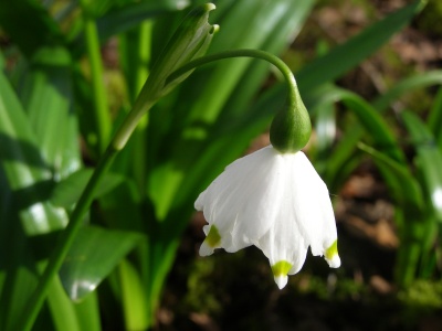 Leucojum vernum var vagneri 'Janus'